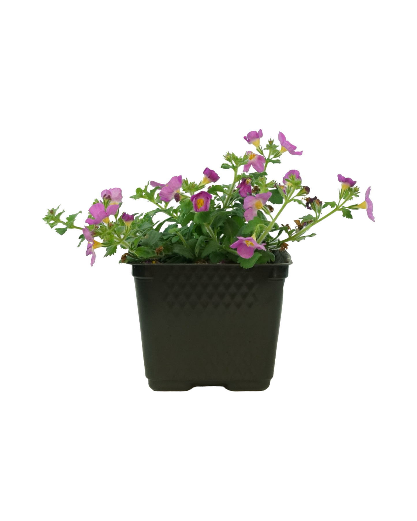 Bacopa 'Megacopa Pink'