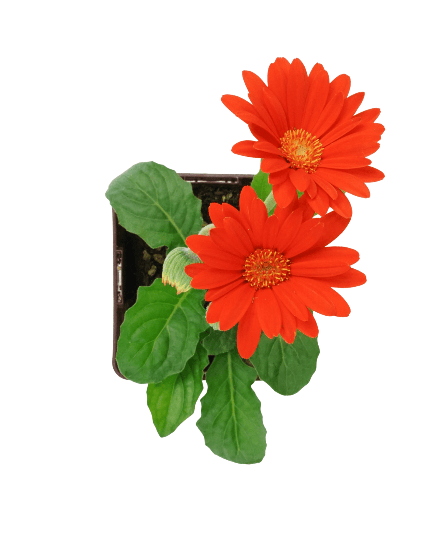 Gerbera garvinea 'Sweet Glow' - The Garden Corner