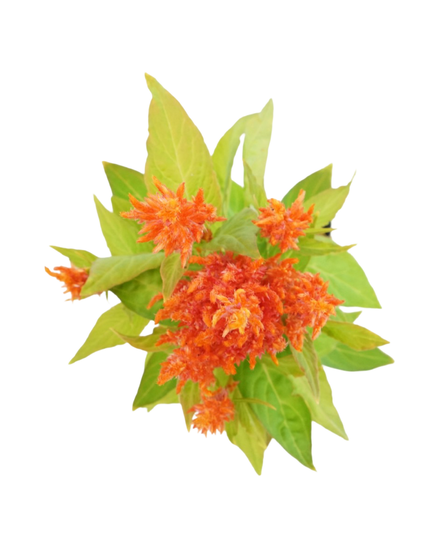 Celosia 'Fresh Look Orange'