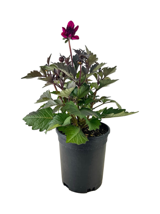 Dahlia 'City Lights™' 'Purple' - Annuals
