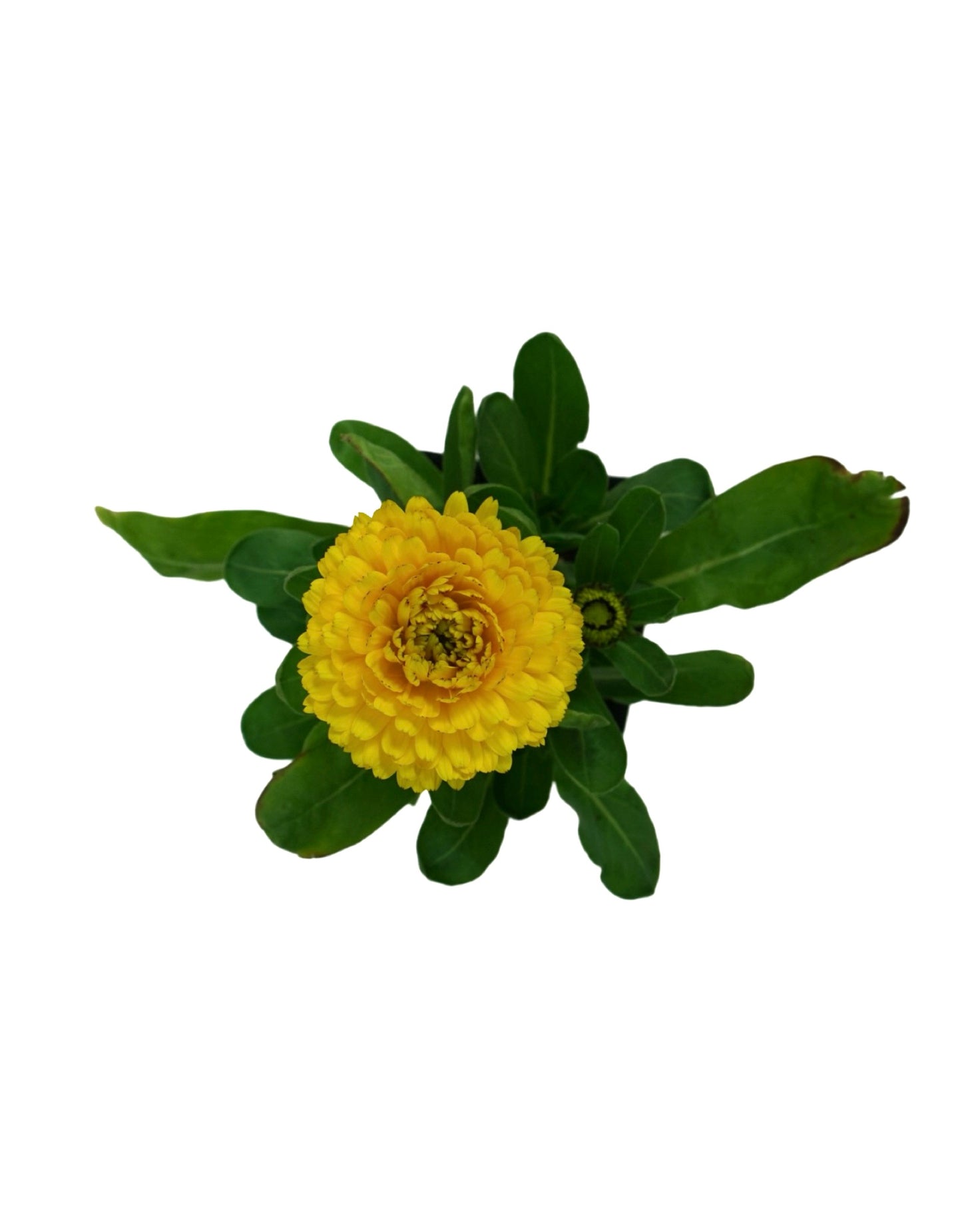 Calendula Bon Bon Mix