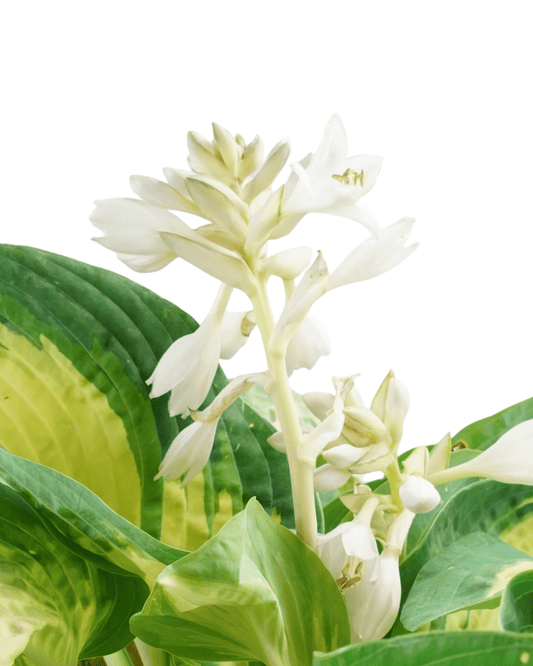 Hosta 'Great Expectations' - The Garden Corner