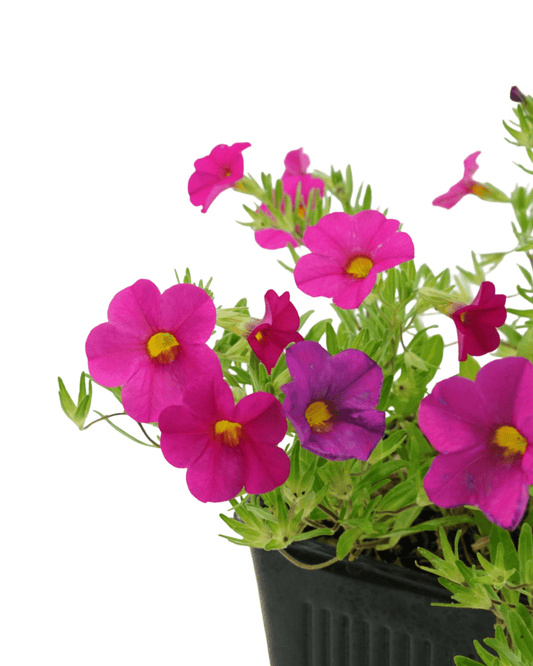 Calibrachoa 'Callie Rose' - The Garden Corner