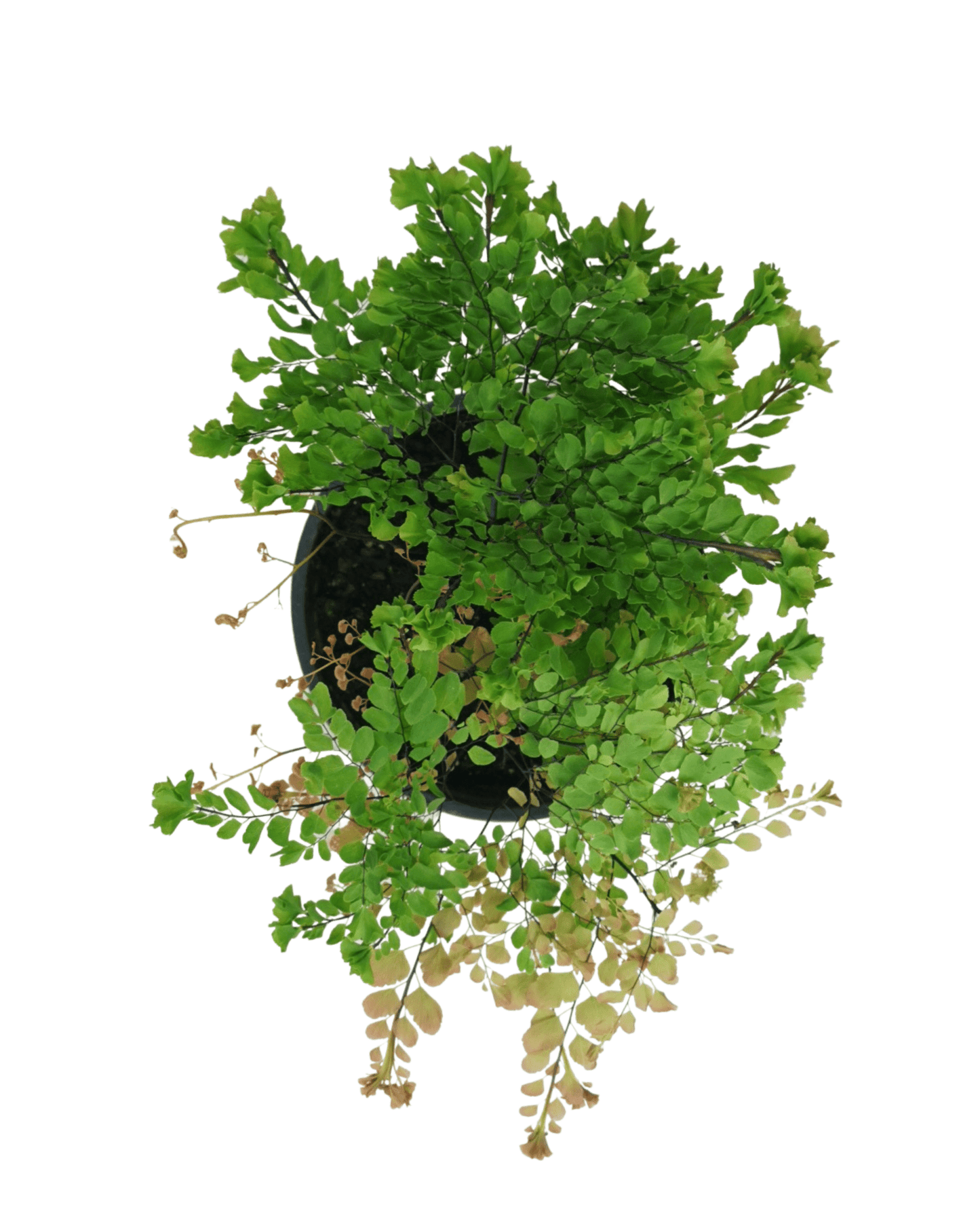 Adiantum tenerum 'Peacock' - The Garden Corner