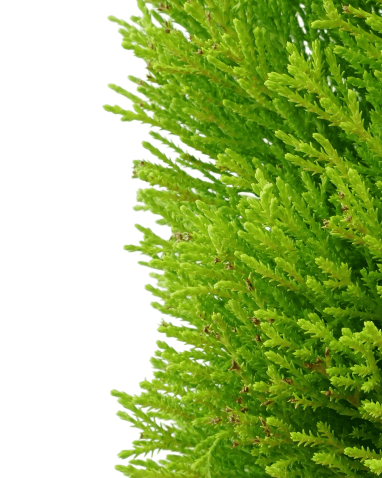 Cupressus macrocarpa 'Wilma Goldcrest' - The Garden Corner