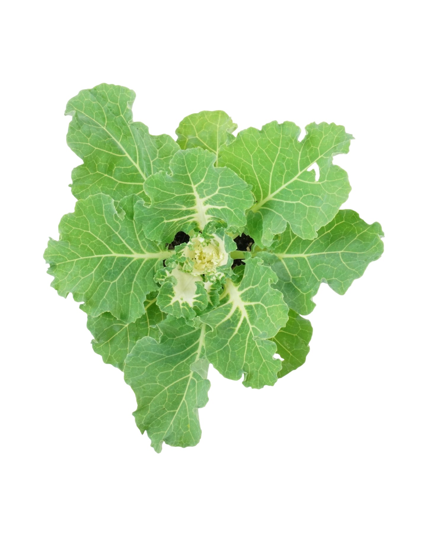 Cabbage 'Osaka IQ White'