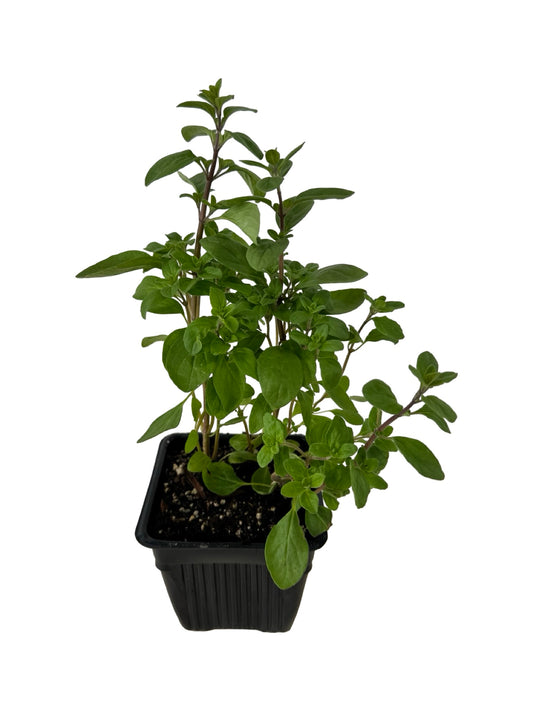 Marjoram 'Sweet' - Herbs and Vegetables