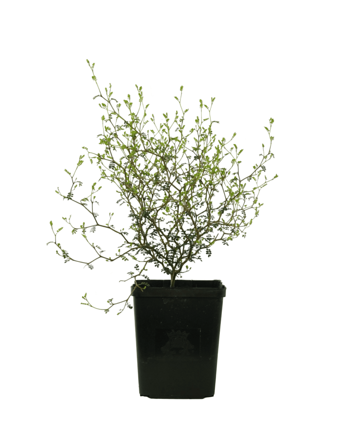 Sophora prostrata 'Little Baby' - Shrubs