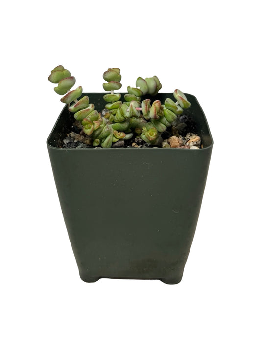 Crassula marnieriana - House Plants