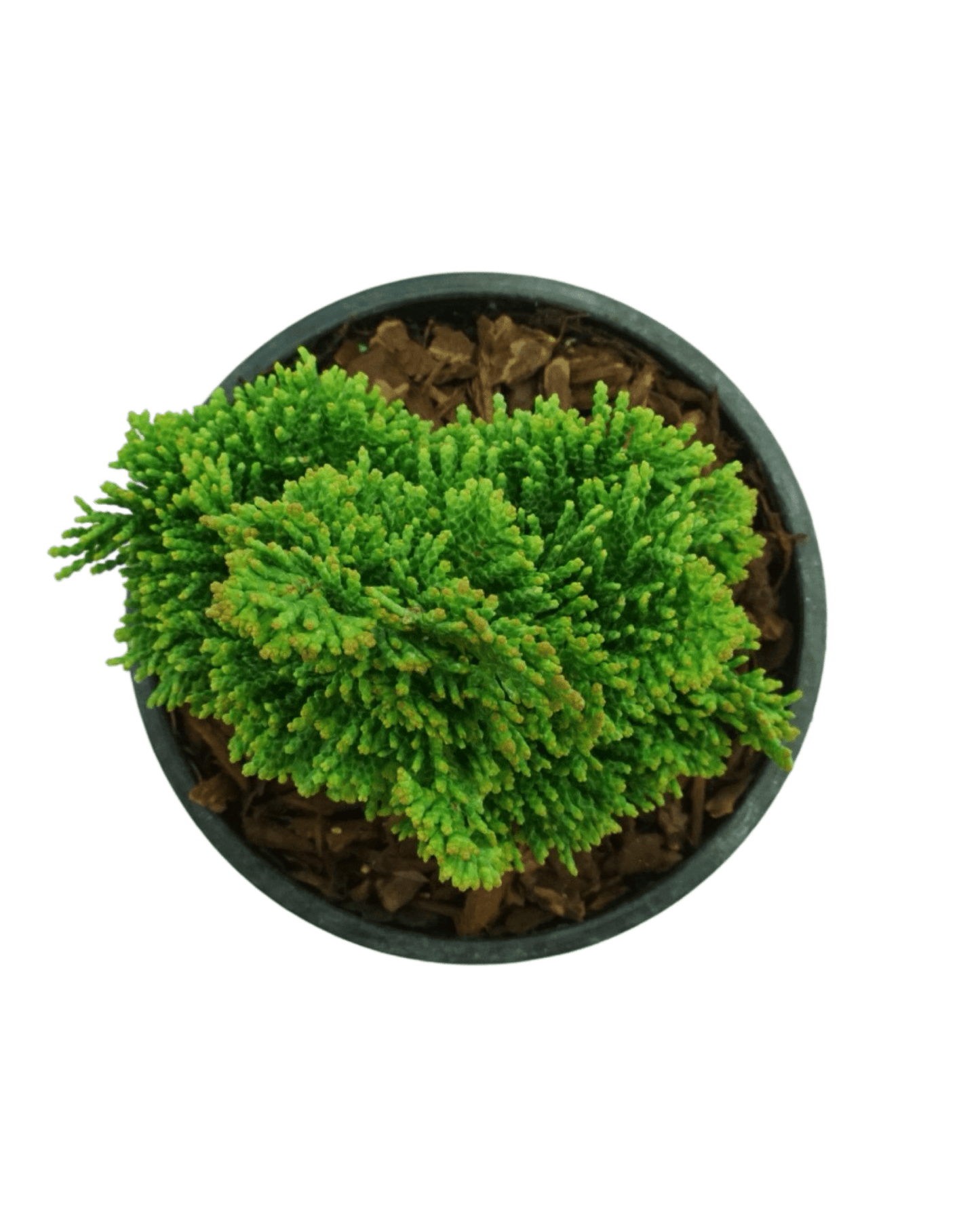 Chamaecyparis obtusa 'Thoweil' - The Garden Corner