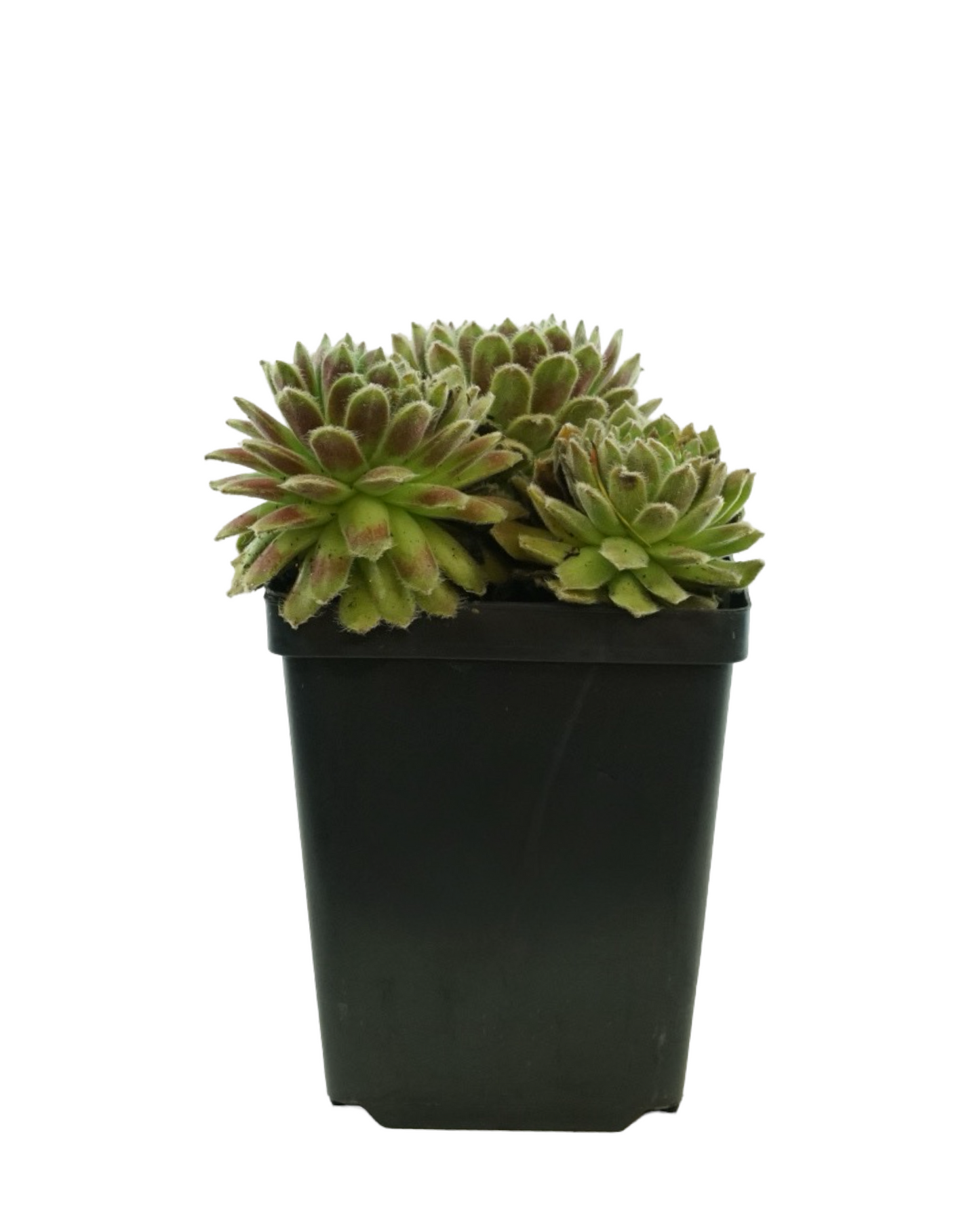 Sempervivum 'Chick Charm Sugar Shimmer'