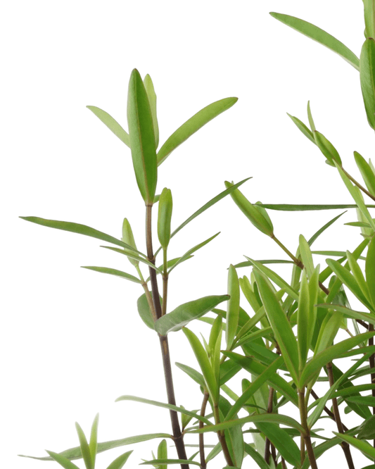 Hebe 'Great Orme' - The Garden Corner