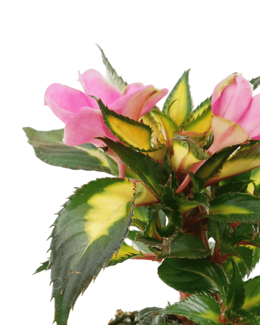 Sunpatiens 'Compact Tropical Rose' - The Garden Corner