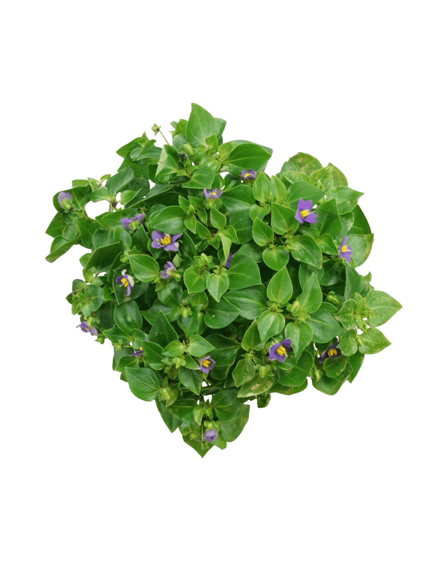 Exacum affine - The Garden Corner