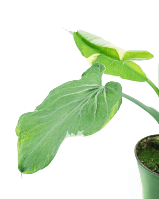 Xanthosoma Albo Marginata - The Garden Corner