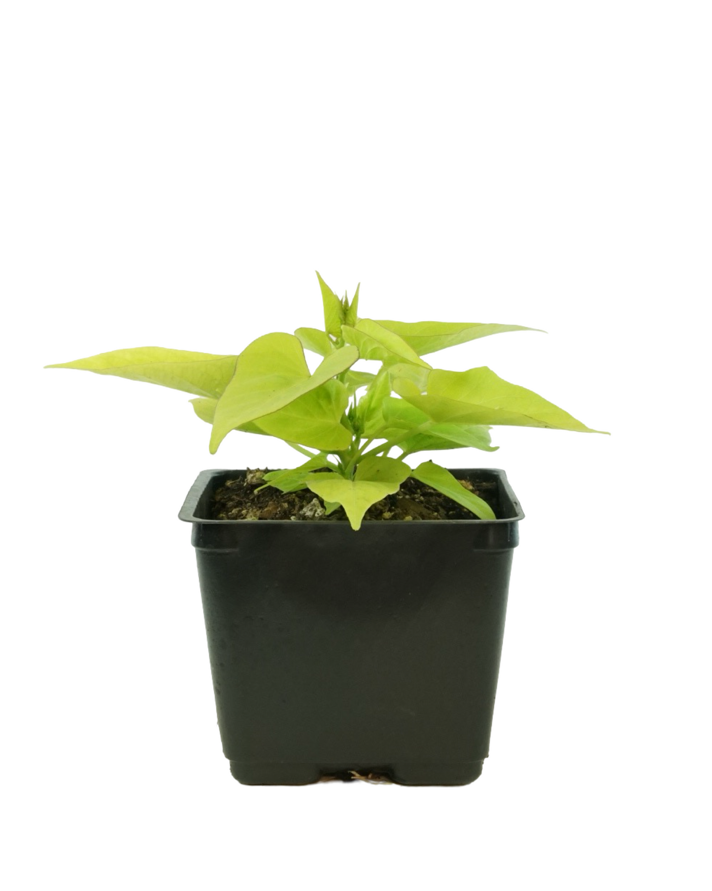 Ipomoea 'Marguerite'