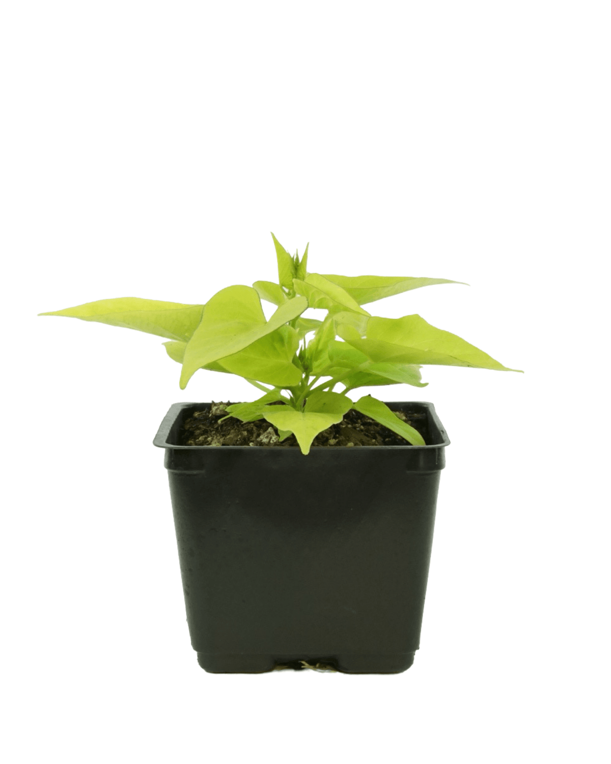 Ipomoea 'Marguerite' - Annuals