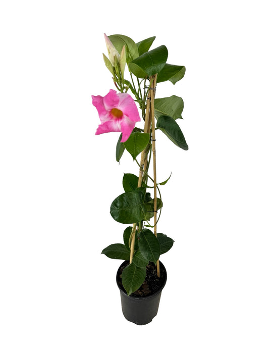 Mandevilla Sun Parasol® 'Giant Pink' - Tropical Plants