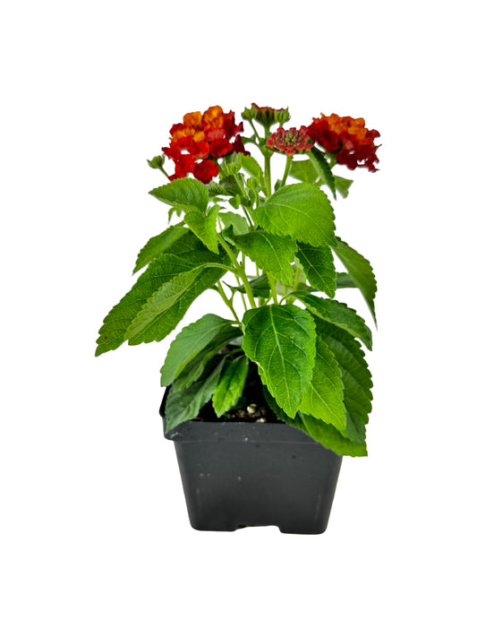 Lantana Hot Blooded® 'Red' - Annuals
