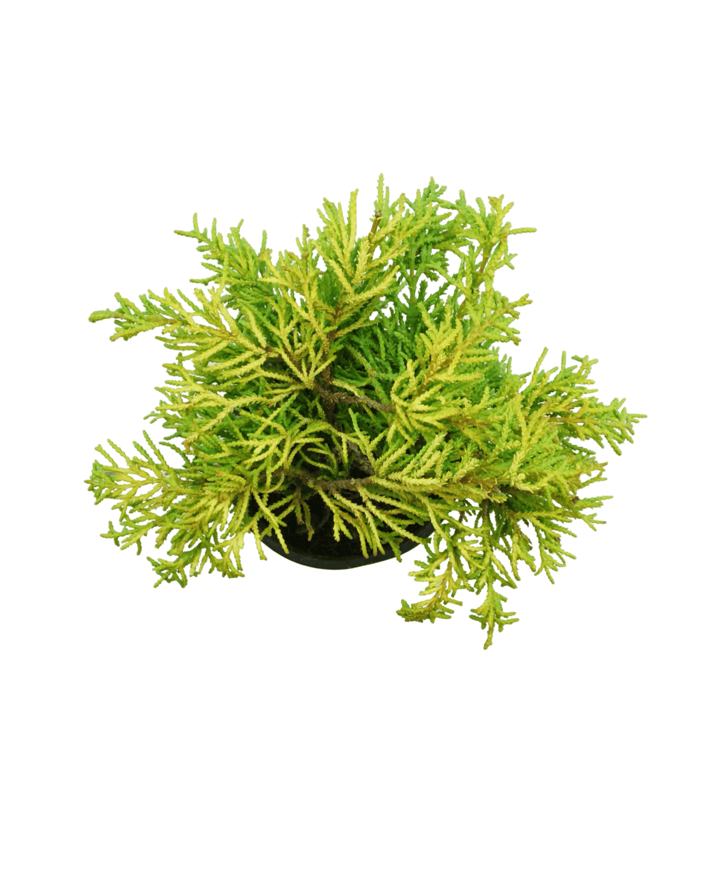 Chamaecyparis obtusa 'Sunny Swirl®' - The Garden Corner