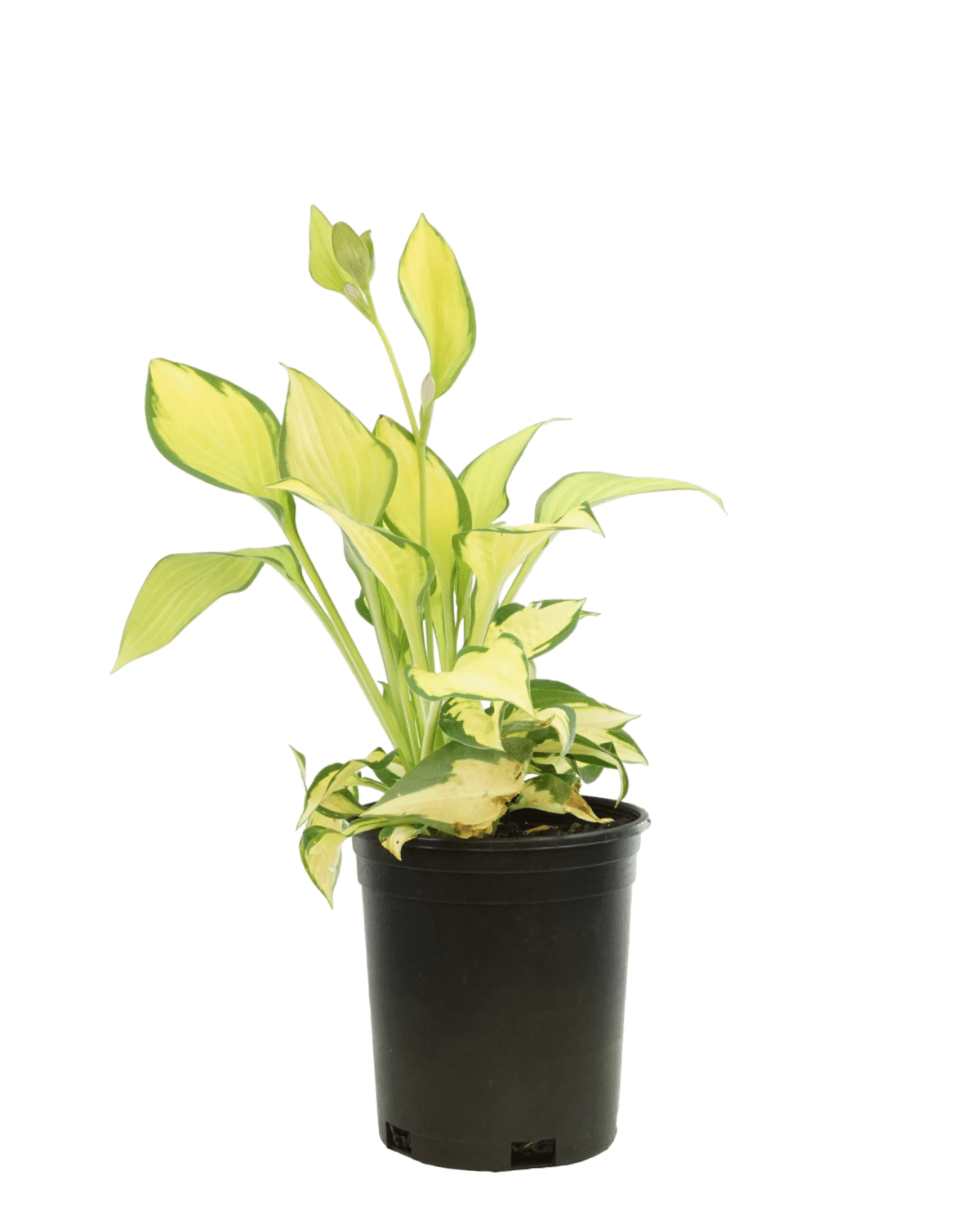 Hosta 'Orange Marmalade' - Perennials