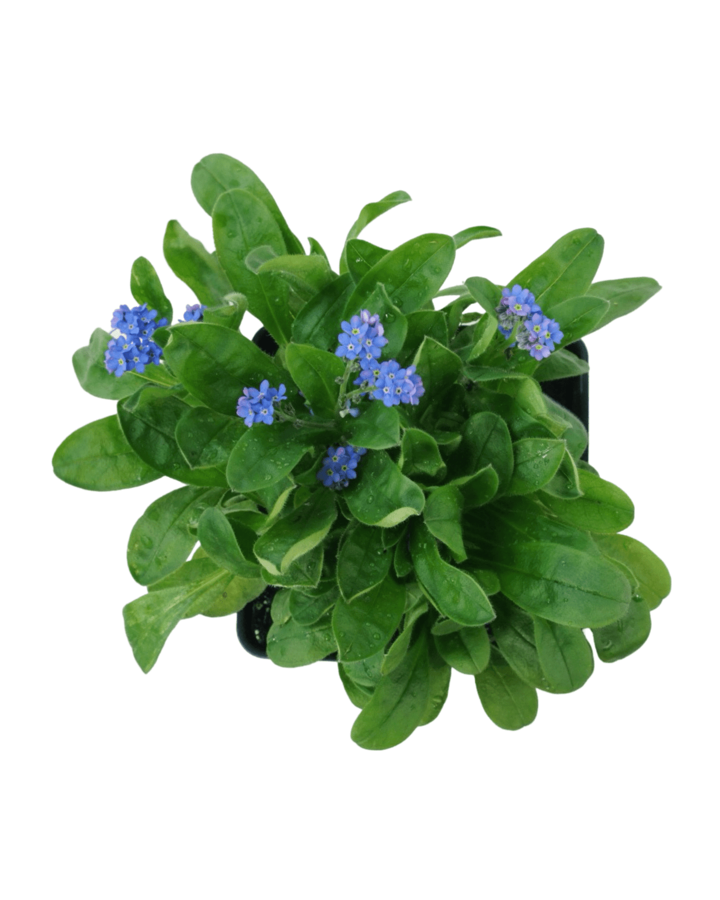 Myosotis sylvatica 'Bluesylva' - The Garden Corner