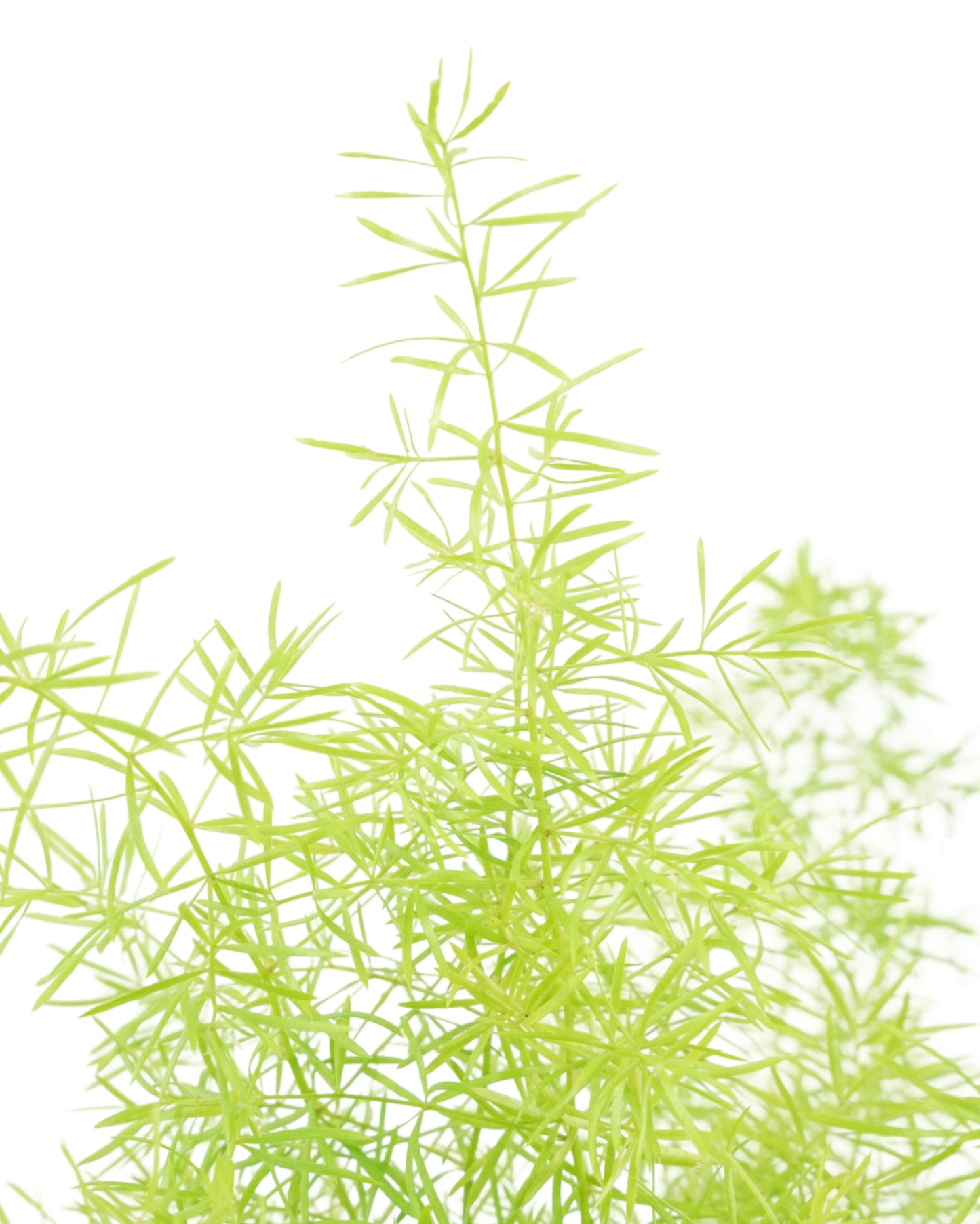 Asparagus densiflorus 'Sprengeri'