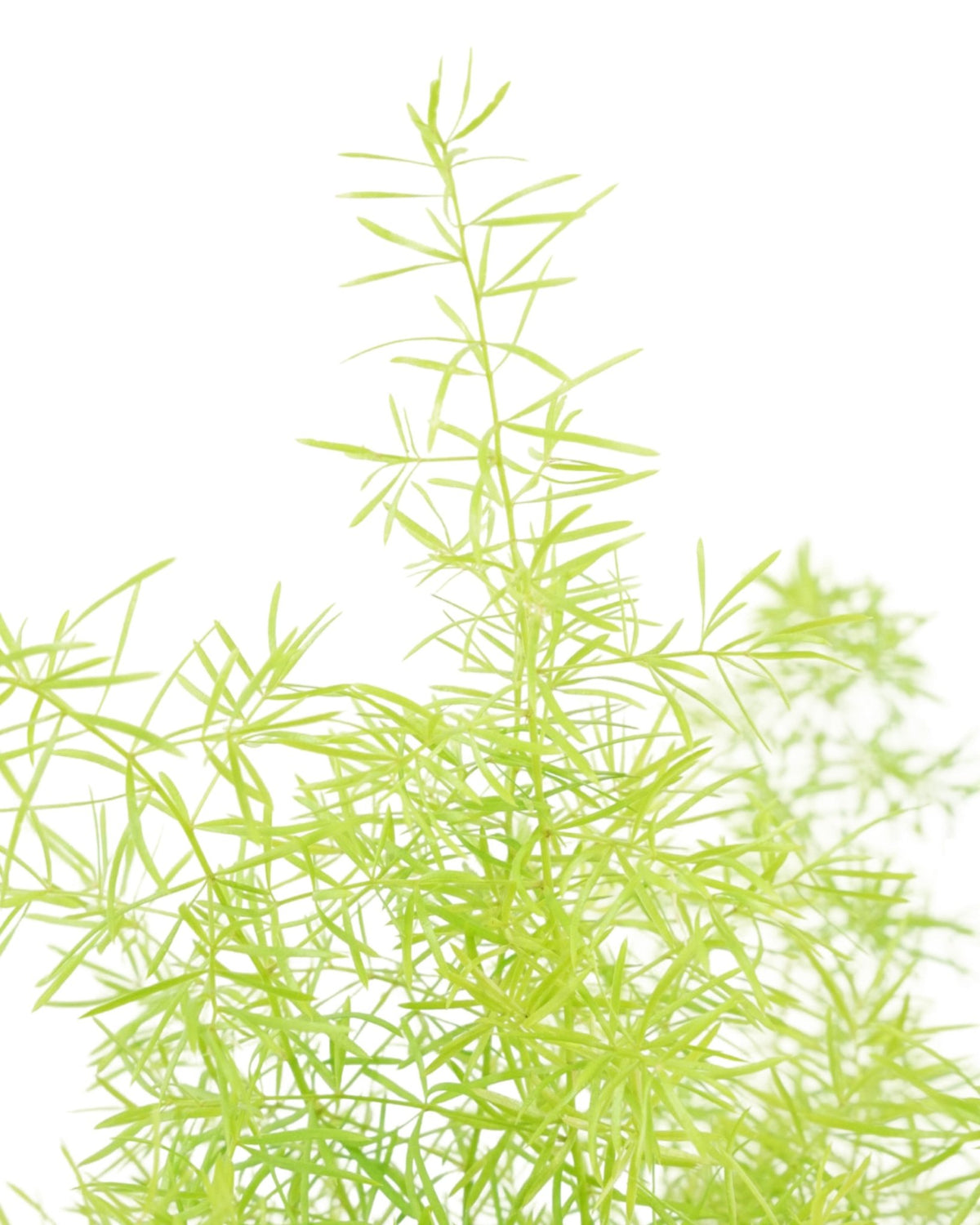 Asparagus densiflorus 'Sprengeri' - Perennials