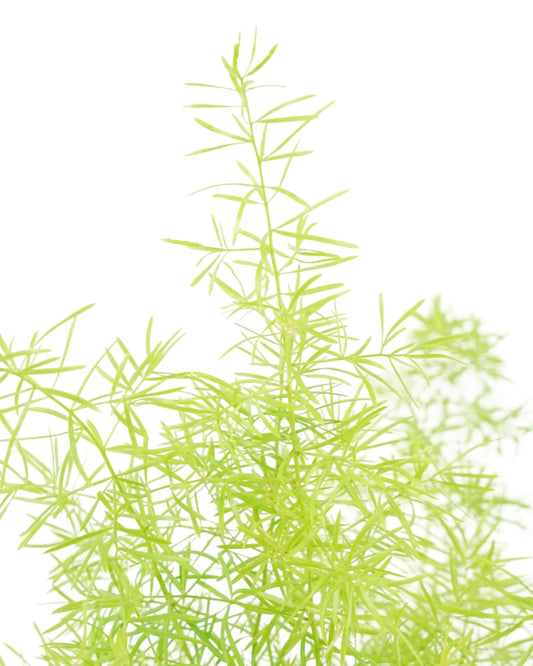 Asparagus densiflorus 'Sprengeri' - The Garden Corner