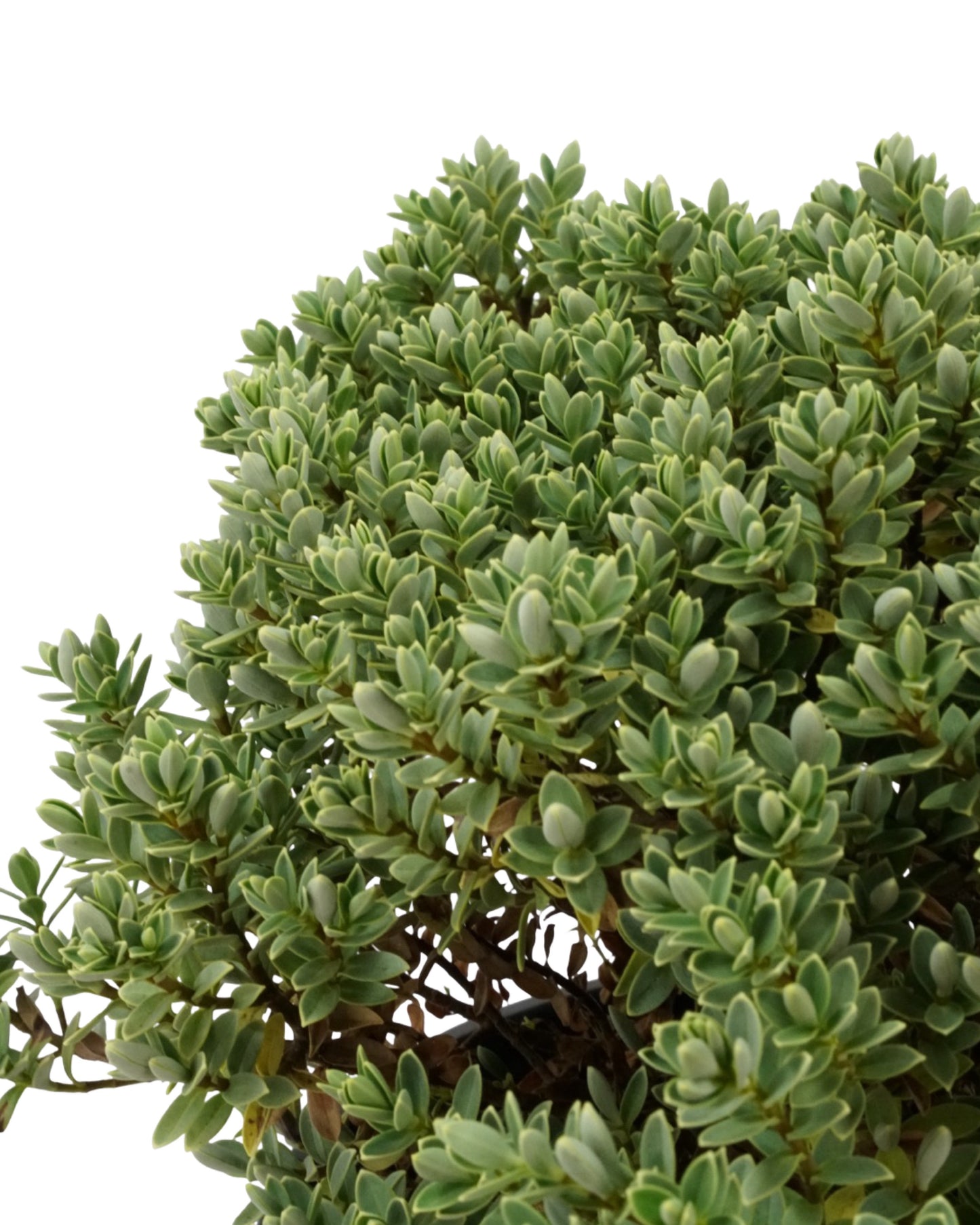 Hebe pinguifolia 'Sutherlandii'