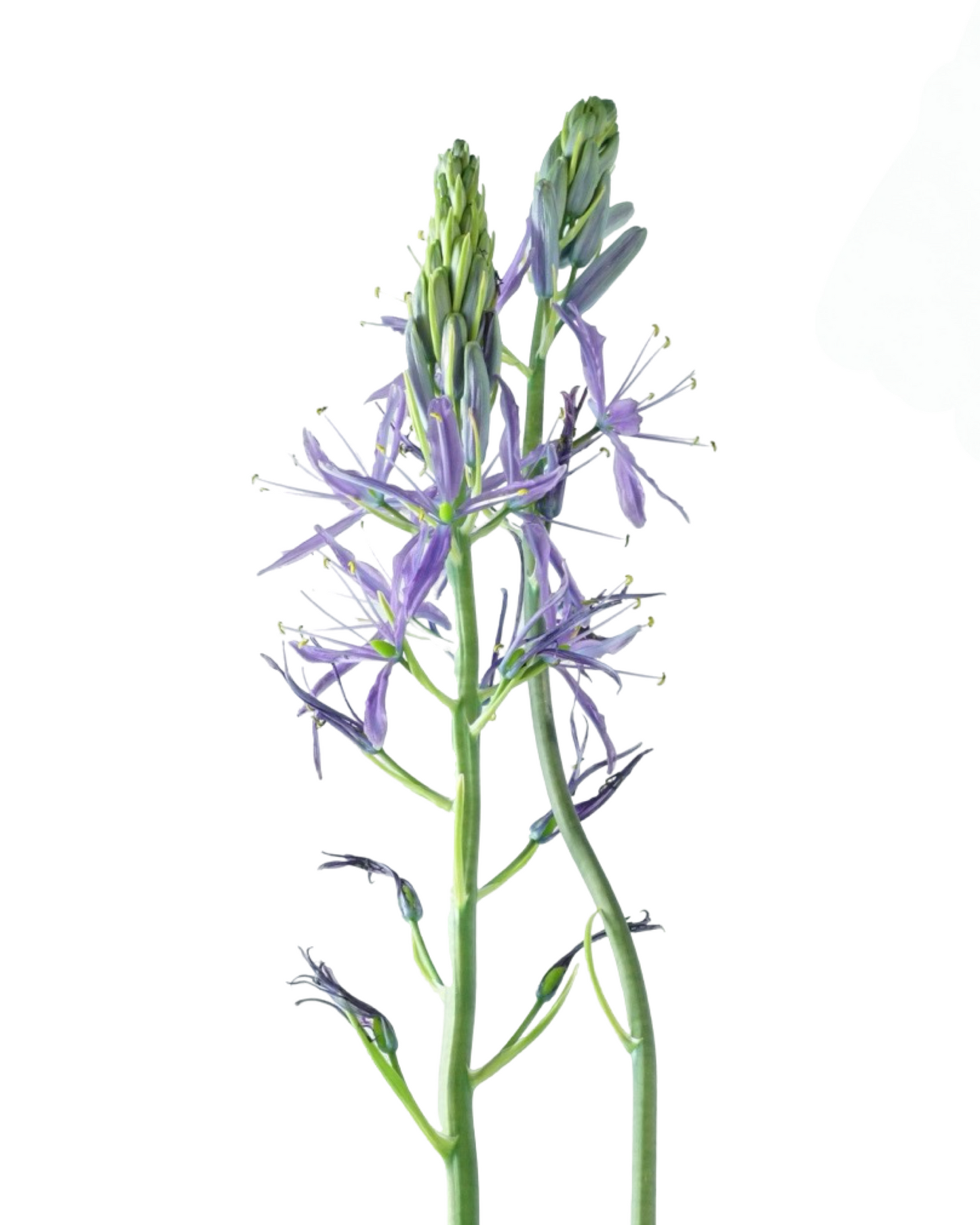 Camassia leichtlinii caerulea