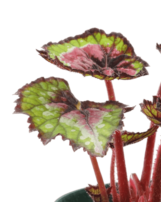 Rex Begonia 'Watermelon' - The Garden Corner
