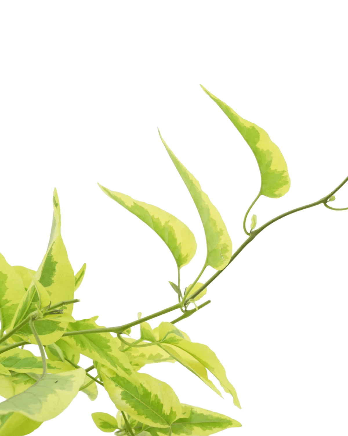 Solanum jasminoides 'Aurea' - Annuals