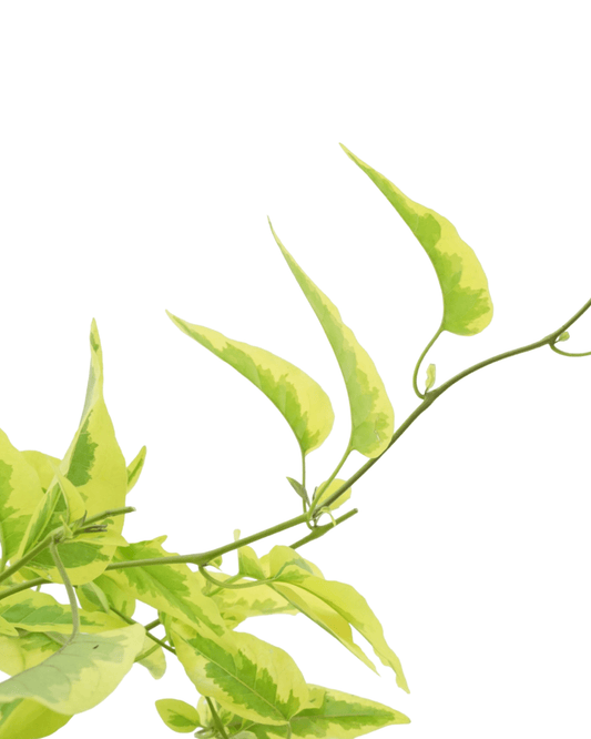 Solanum jasminoides 'Aurea' - The Garden Corner