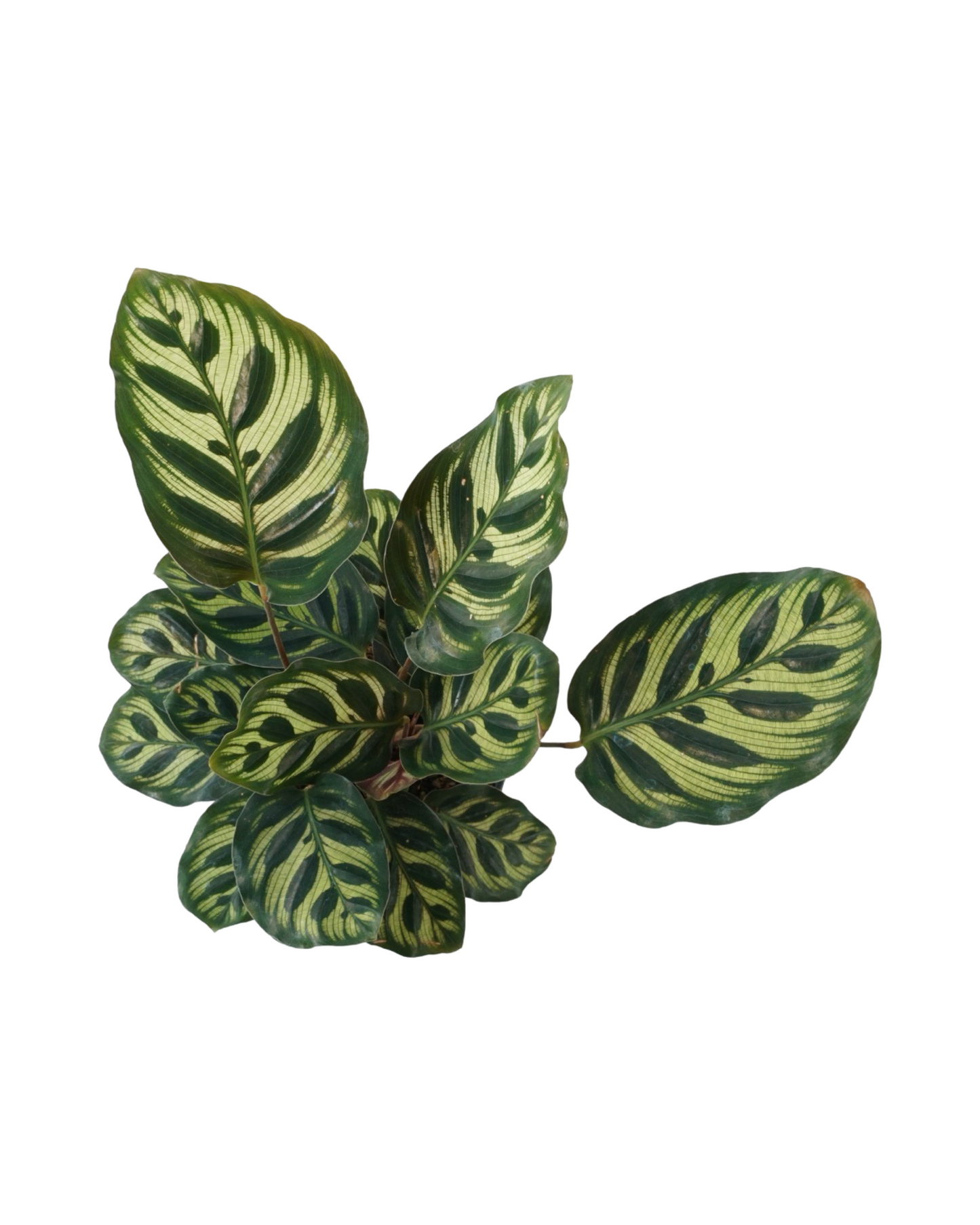 Calathea makoyana