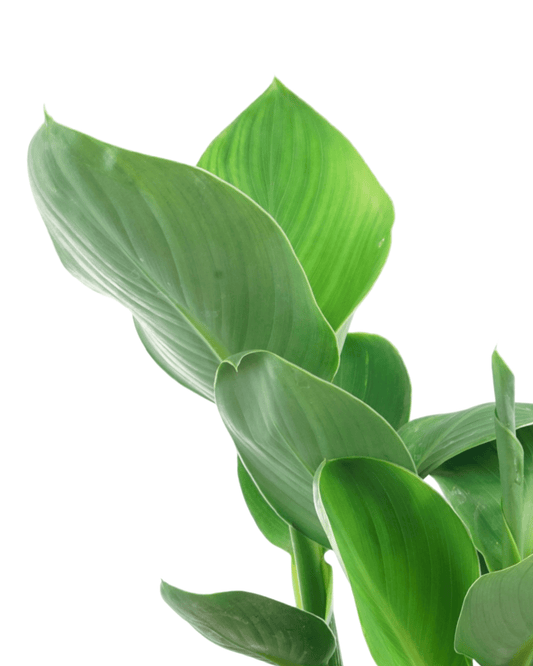 Canna Canasol 'Happy Emily' - The Garden Corner