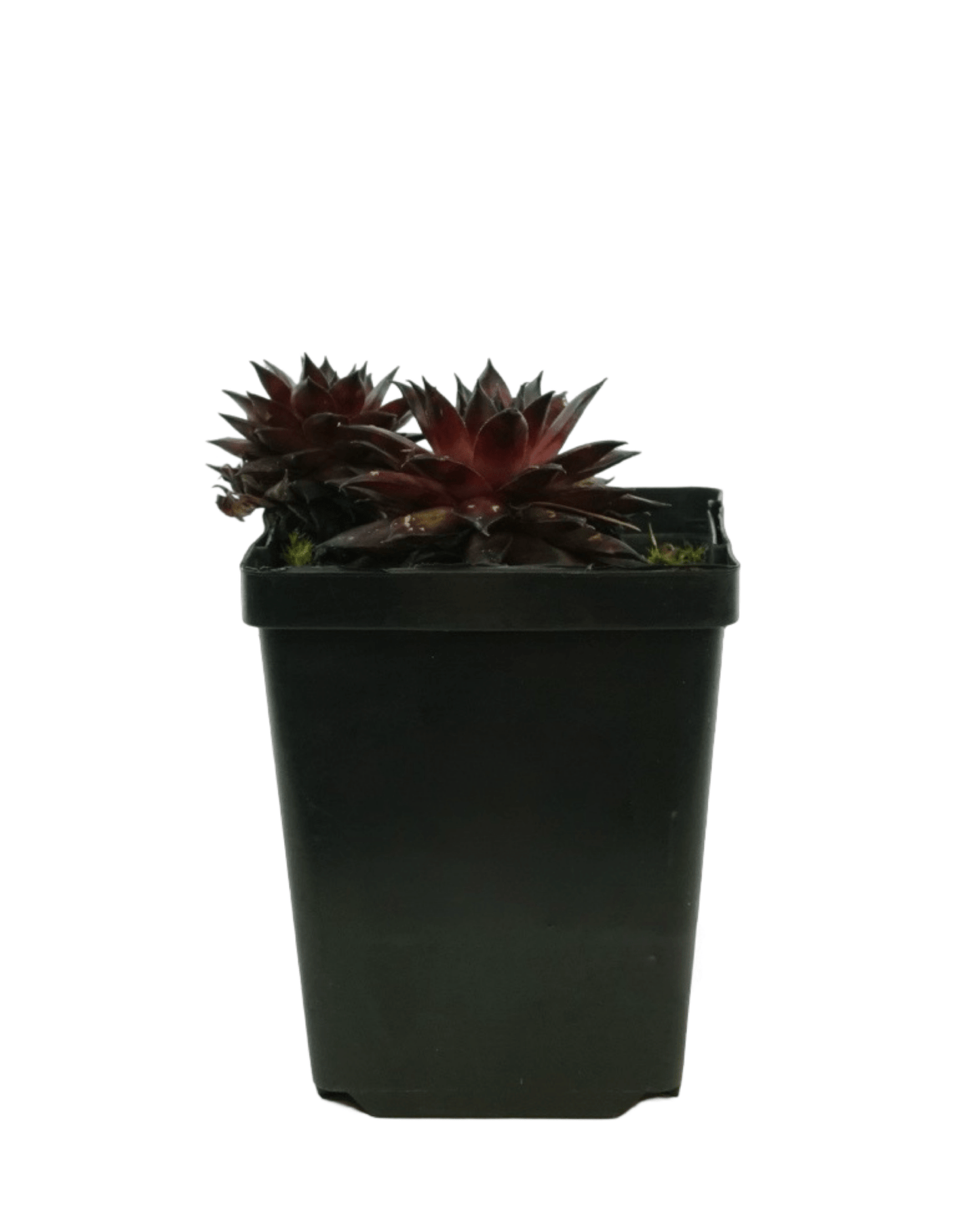 Sempervivum 'Dynamo' - The Garden Corner