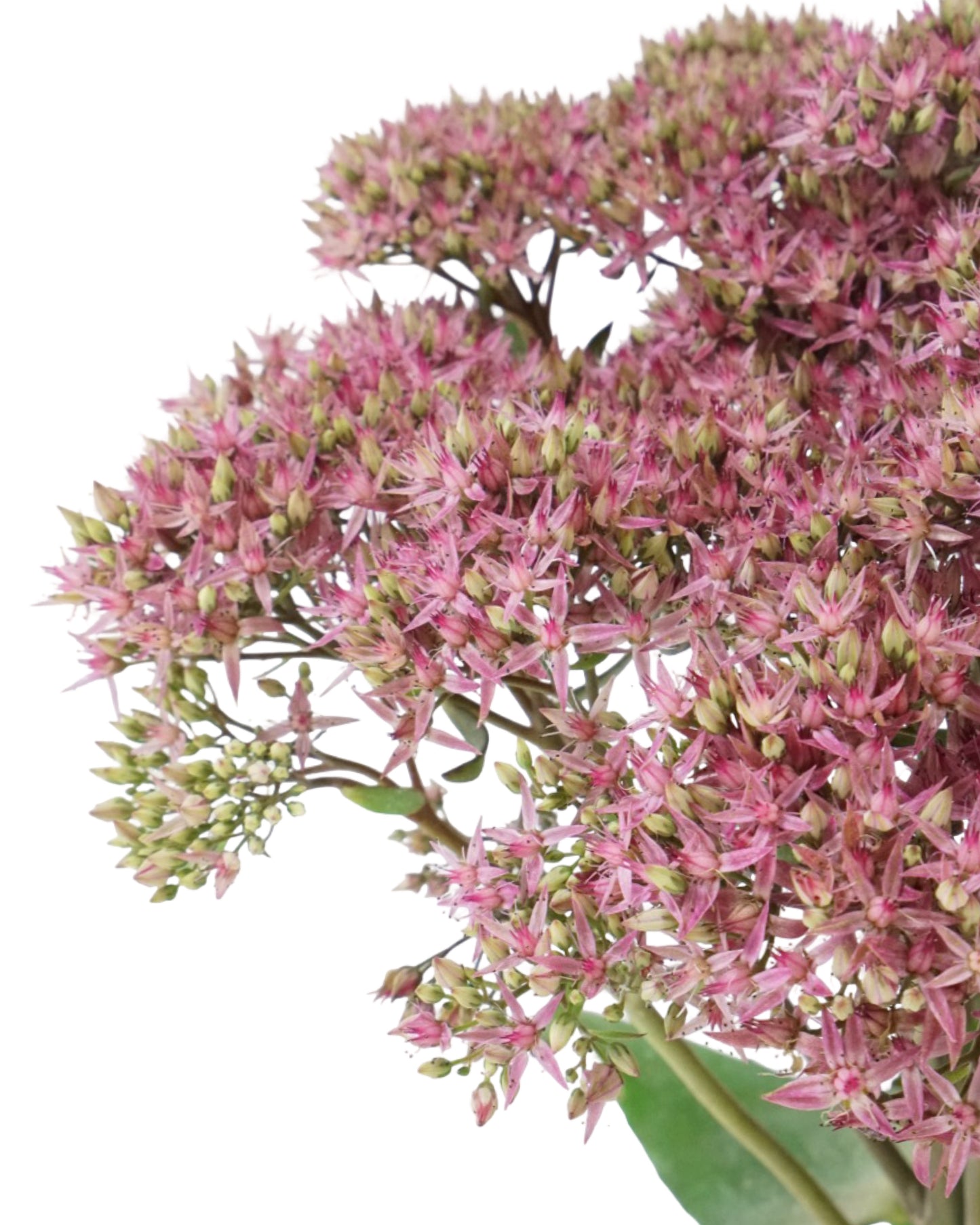 Sedum 'Mr. Goodbud'