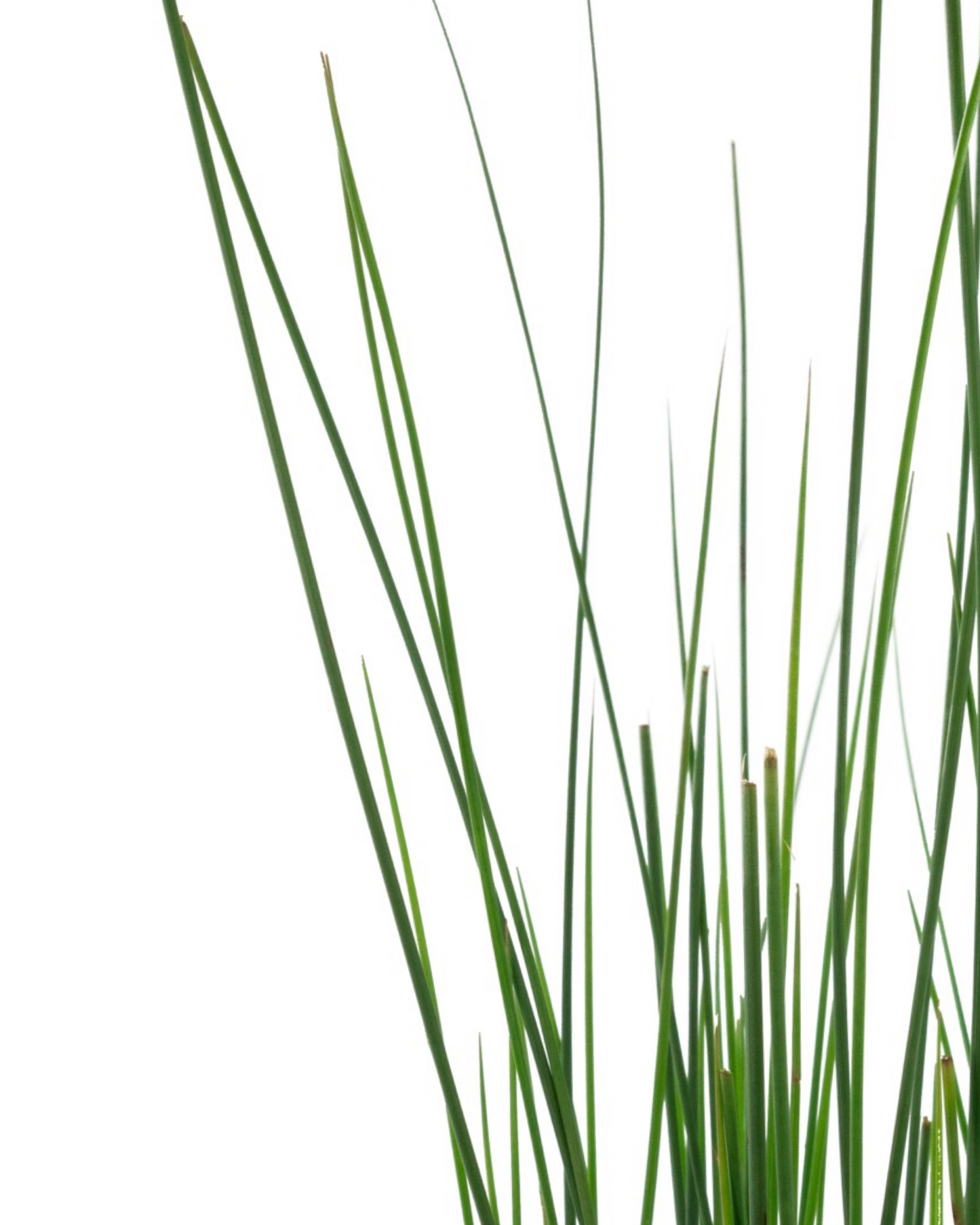 Juncus tenuis 'Blue Dart'