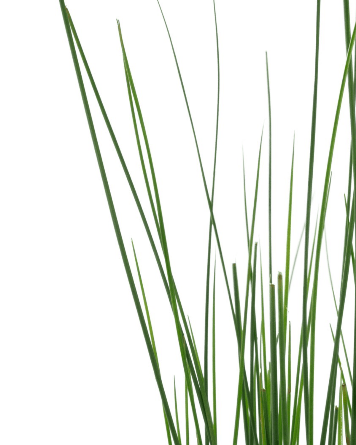 Juncus tenuis 'Blue Dart' - Perennials
