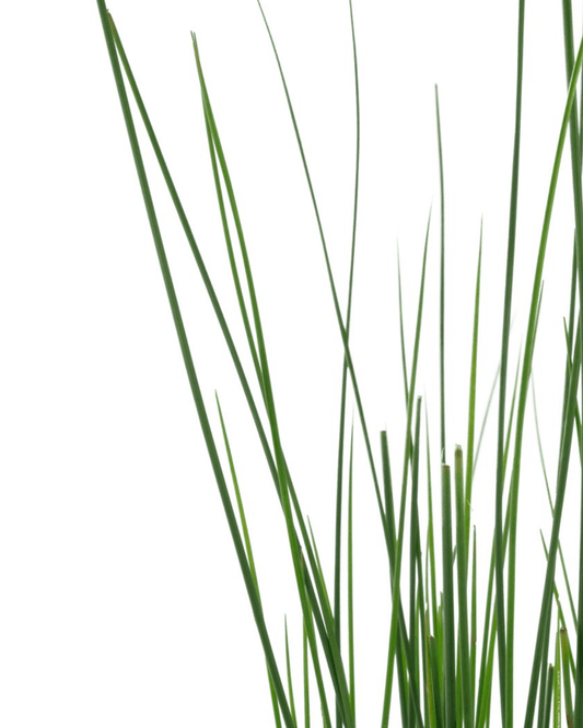 Juncus tenuis 'Blue Dart' - The Garden Corner