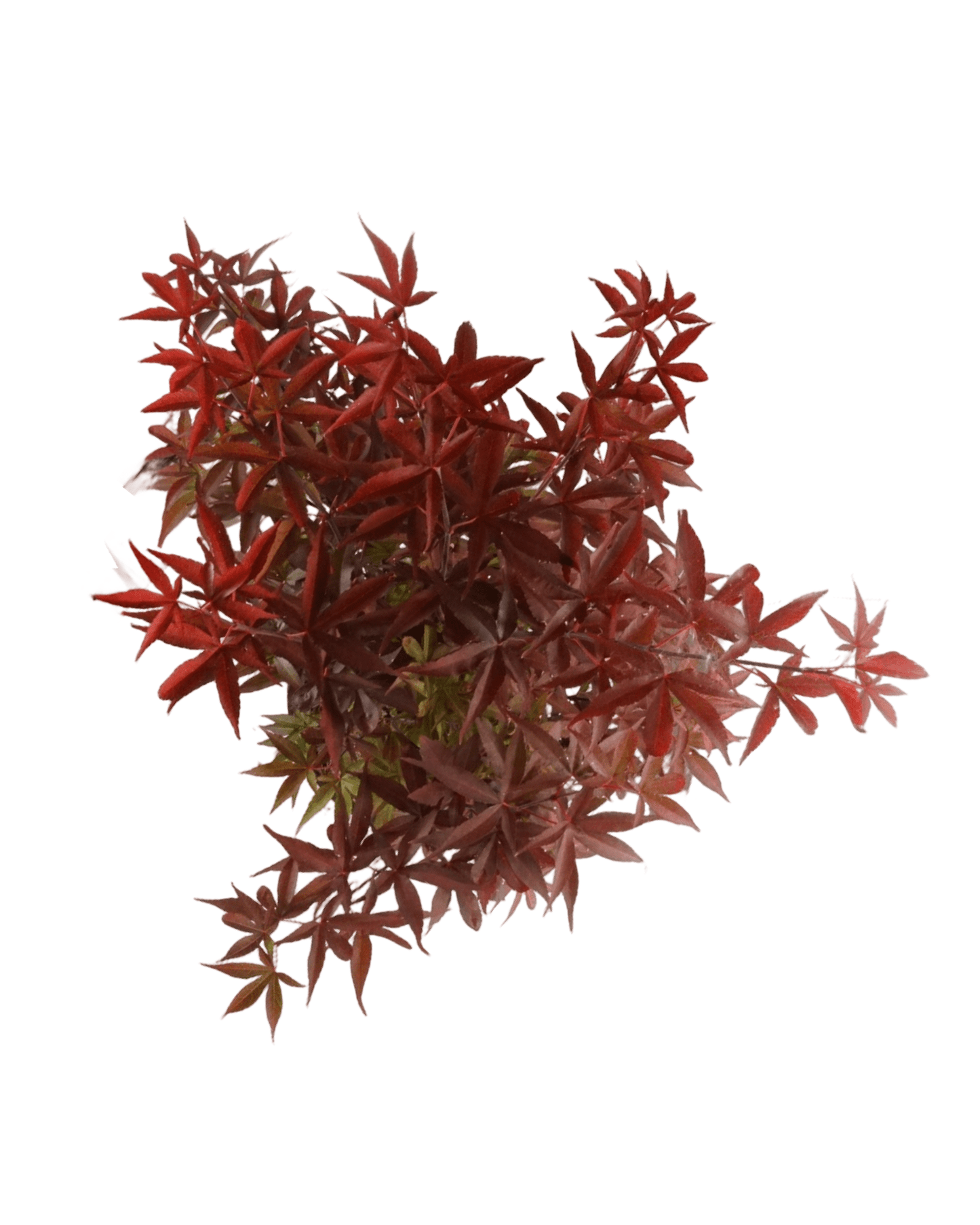 Acer palmatum 'Twombly's Red Sentinel' - The Garden Corner