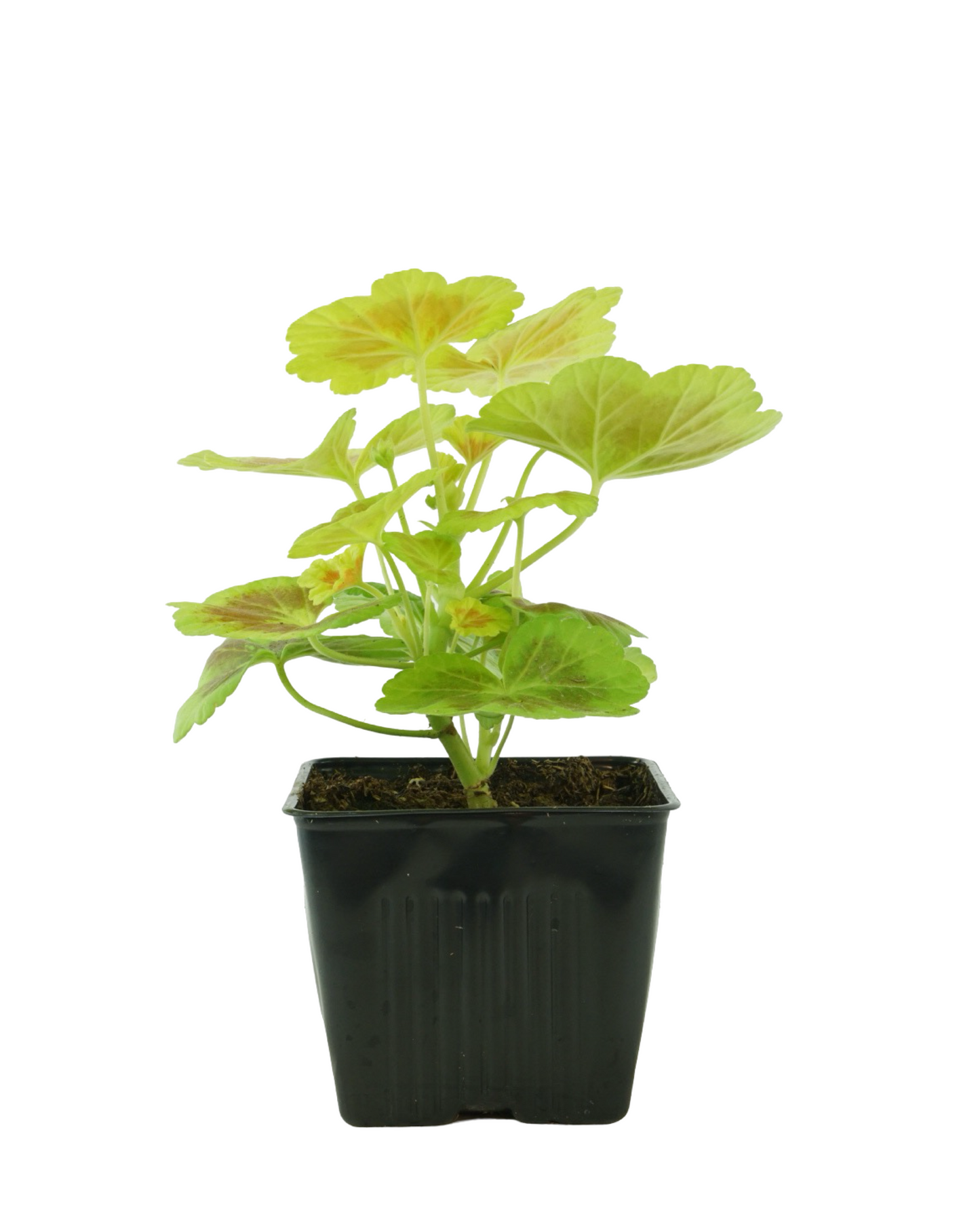 Geranium Fancy Leaf ‘Occold Shield’