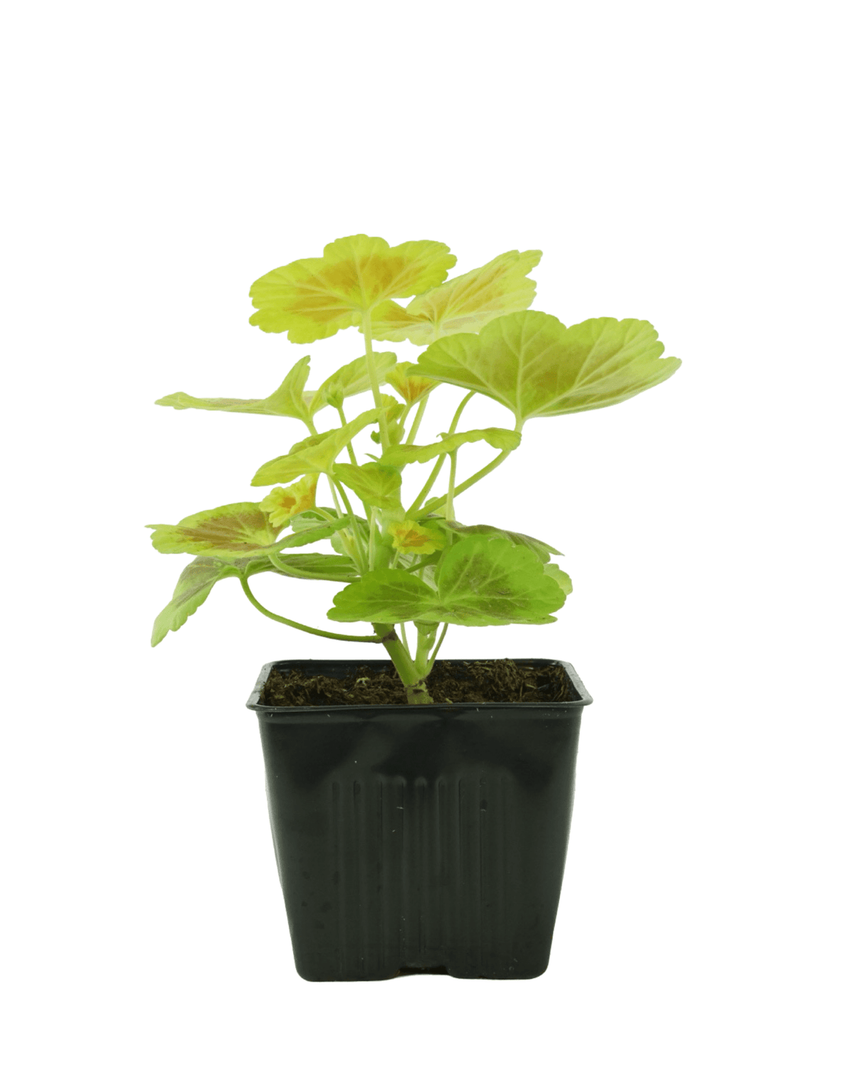 Geranium Fancy Leaf ‘Occold Shield’ - Annuals