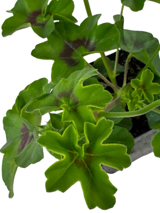 Ivy Geranium 'Ivy League White' - Annuals