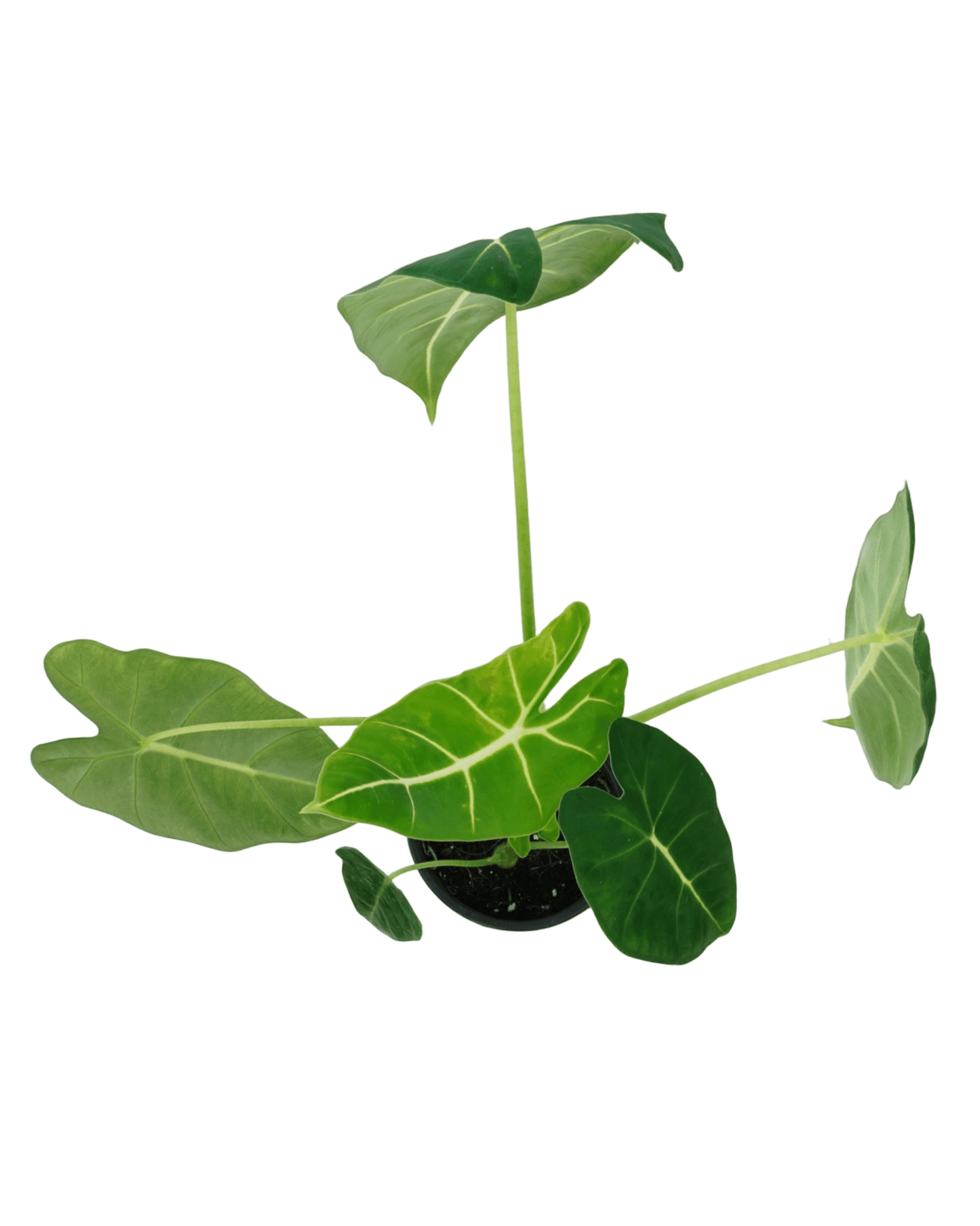 Alocasia 'Frydek' - The Garden Corner