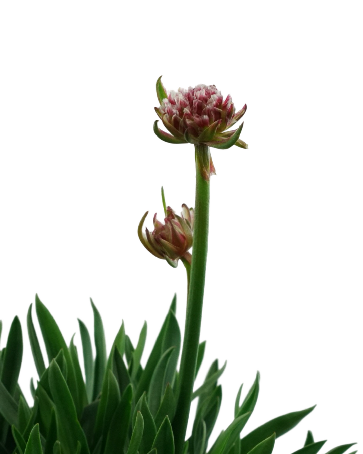 Armeria pseudarmeria 'Hypnotic Dreams'