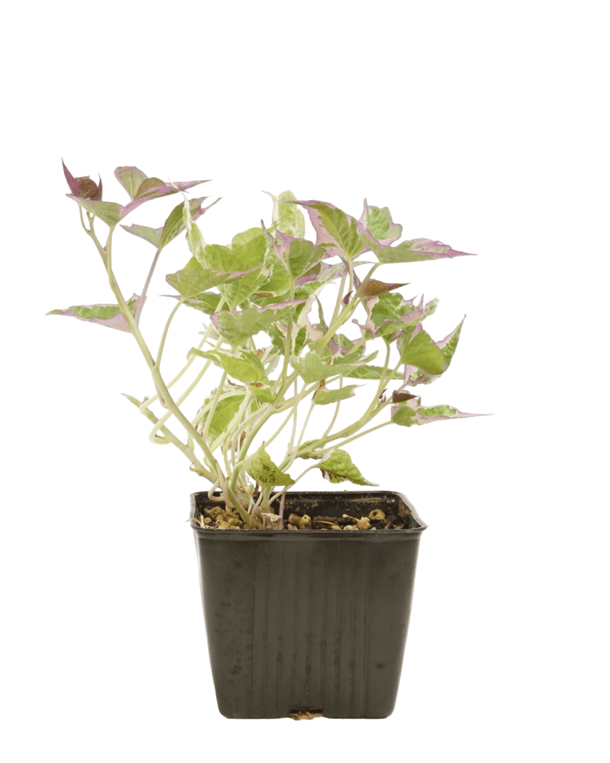 Ipomoea 'Tricolor' - Annuals