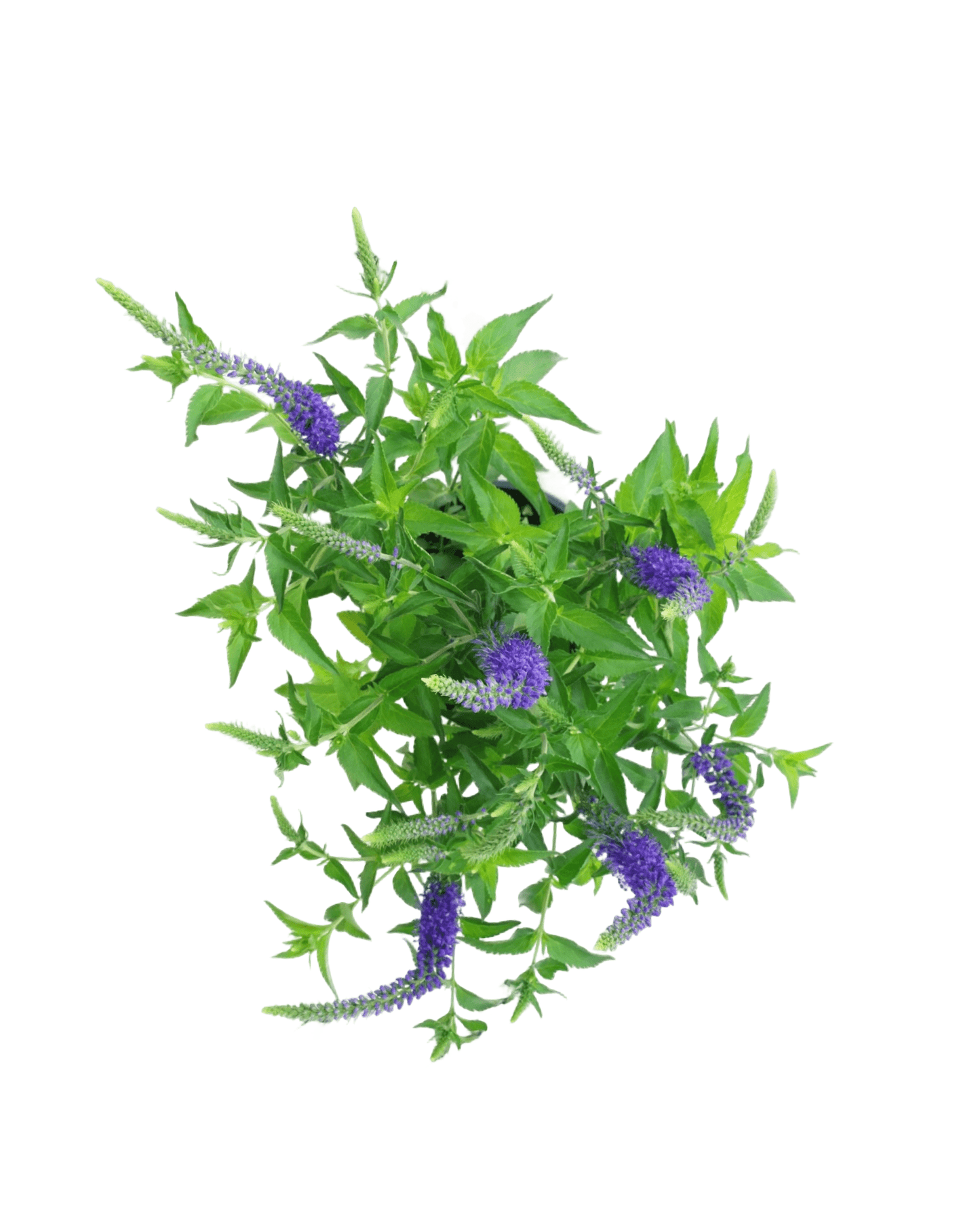 Veronica 'Darwins Blue' - The Garden Corner