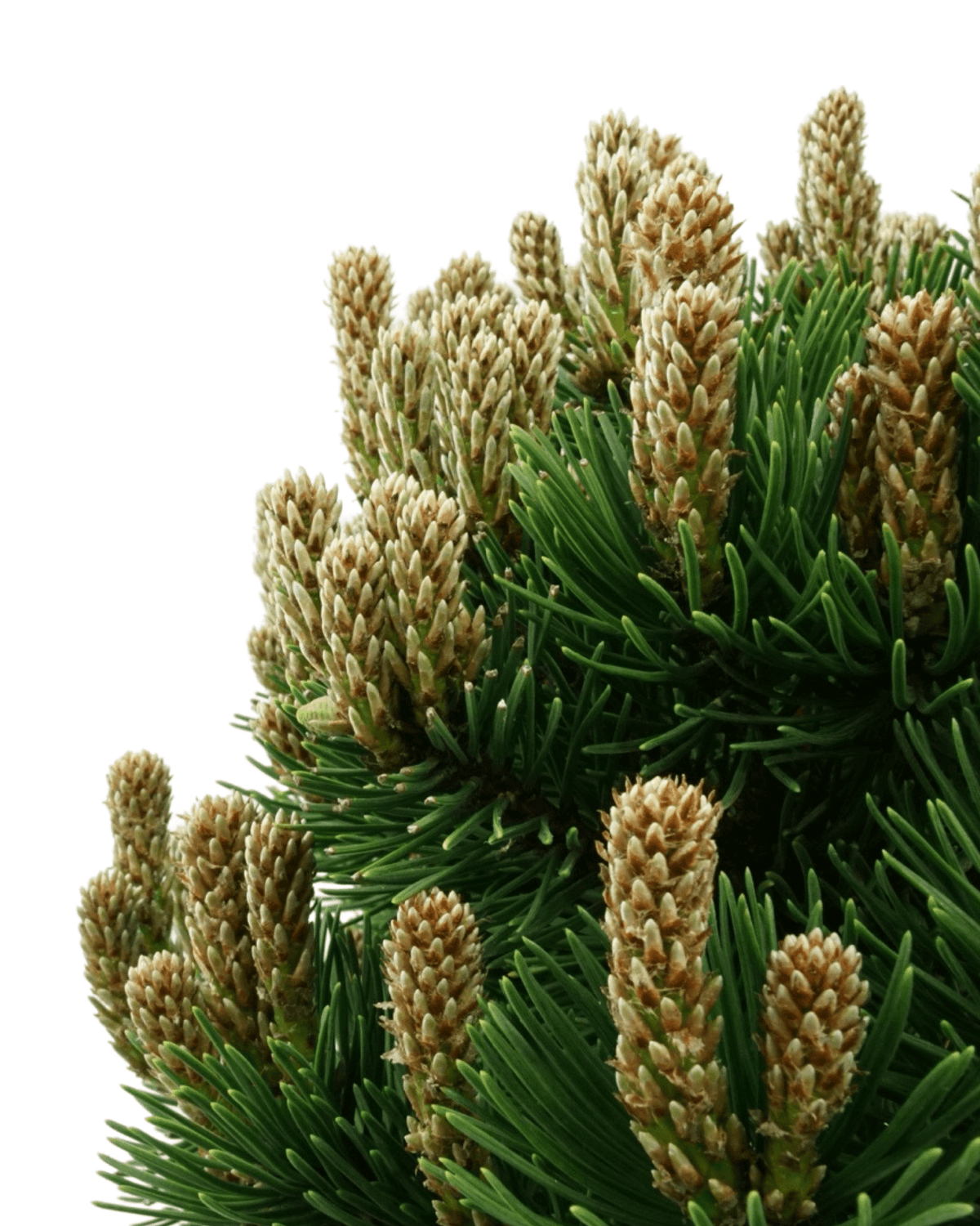 Pinus mugo 'Sherwood Compact' - Shrubs